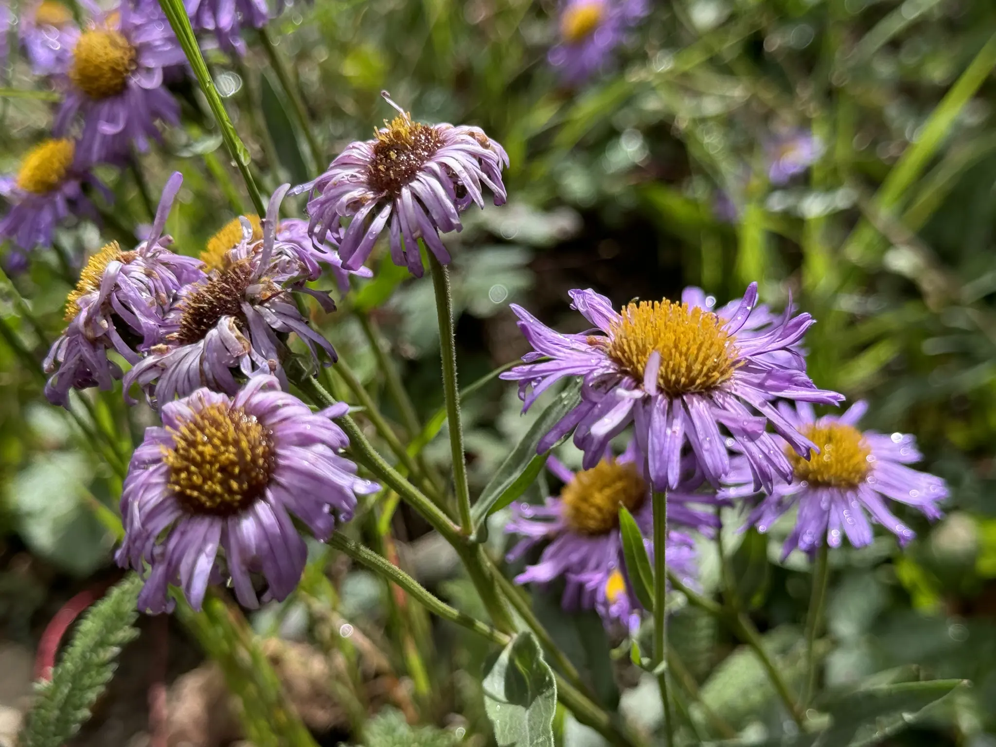 A close-up of vibrant purple flowers with yellow centers, surrounded by green foliage, glistening with dew.